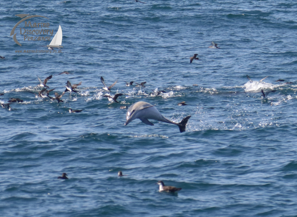 leaping dolphin