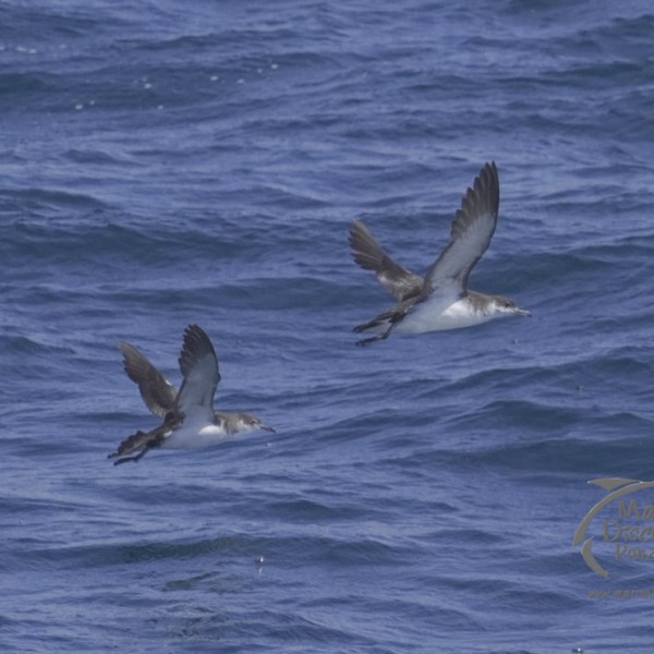 manx shearwaters