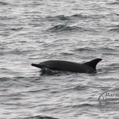 melanistic common dolphin