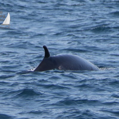minke whale