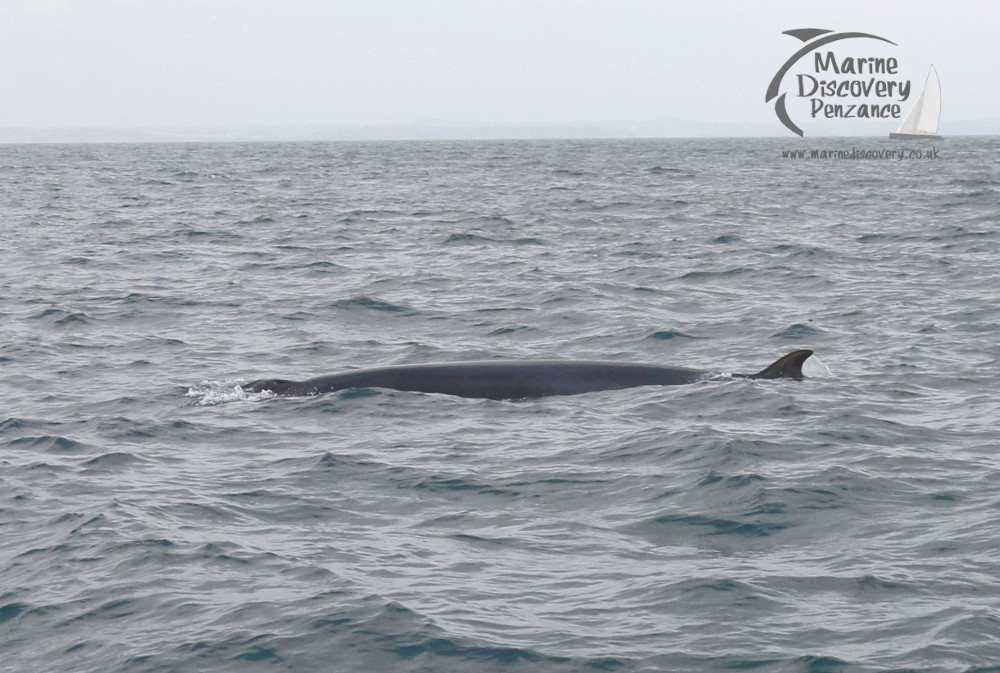 minke whale