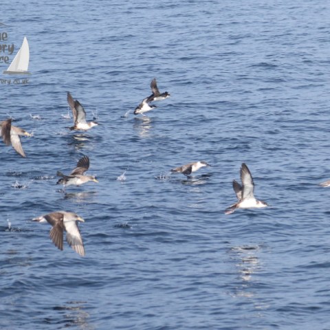 mixed group off shearwaters