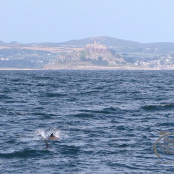 porpoise and Mount
