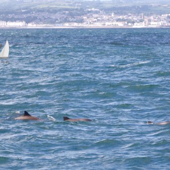 porpoises and penzance