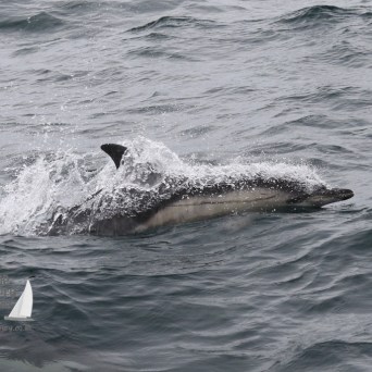 scratched common dolphin