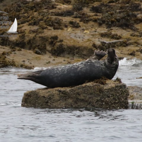 seal looking over its shoulder