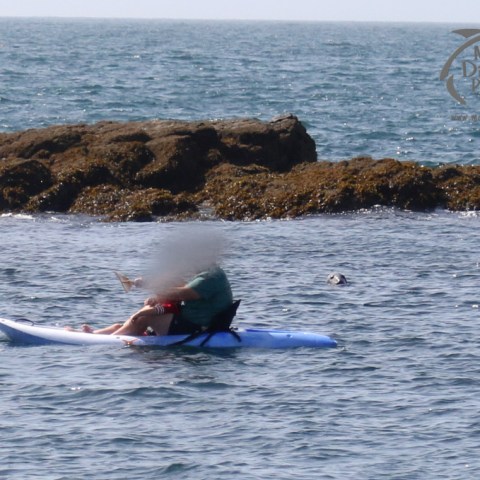 seal watching a kayak