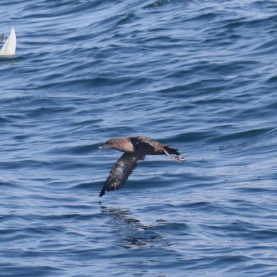 sooty shearwater
