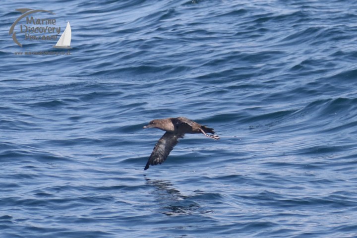 sooty shearwater