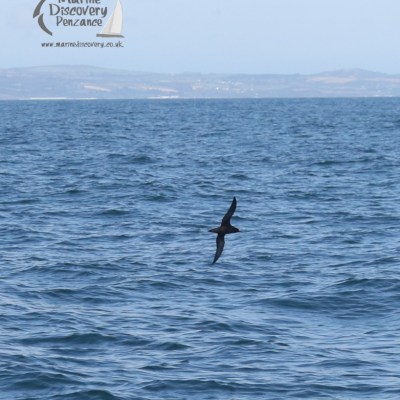 sooty shearwater