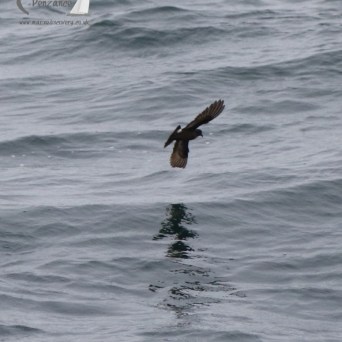 storm petrel