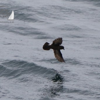 storm petrel