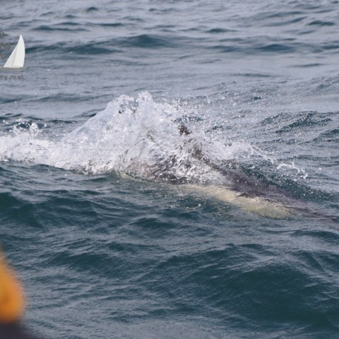 watching a common dolphin