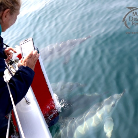 watching common dolphins