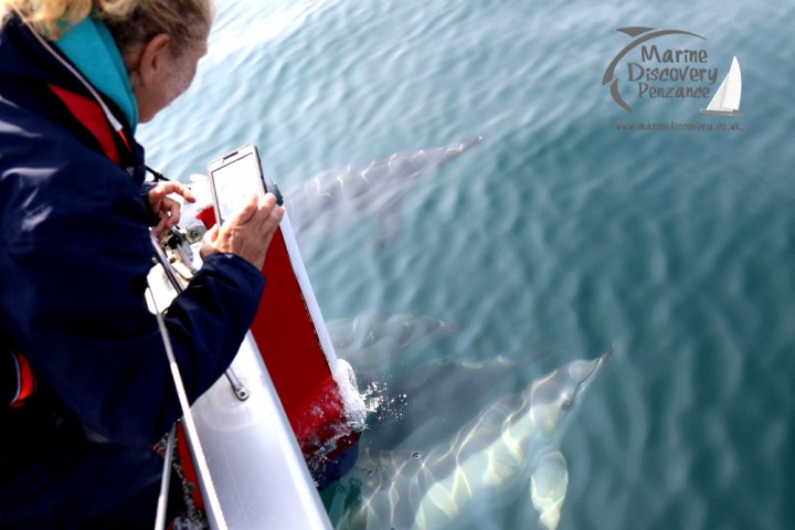 watching common dolphins
