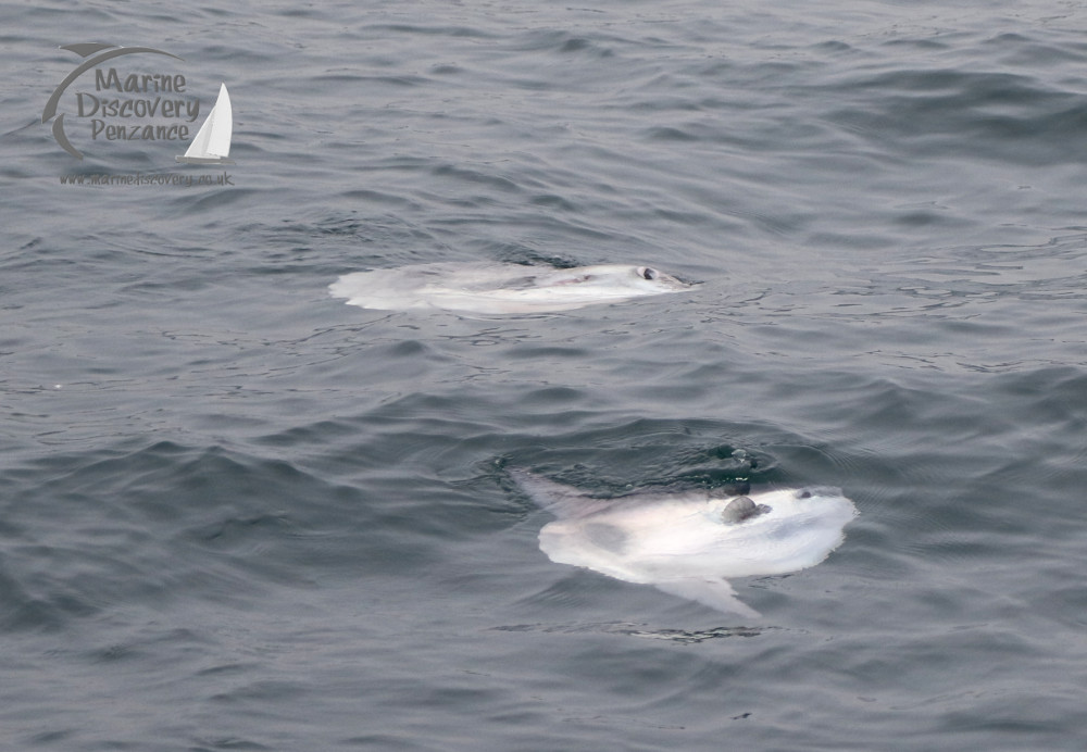 Two ocean sunfish