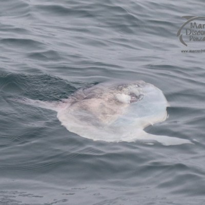 Ocean sunfish