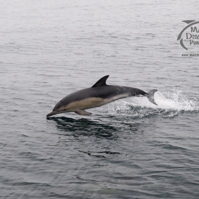 common dolphin