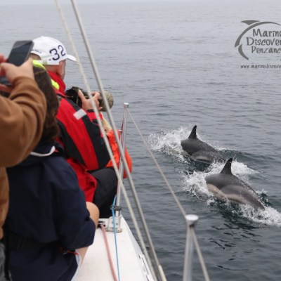 Watching common dolphins