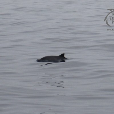 harbour porpoise