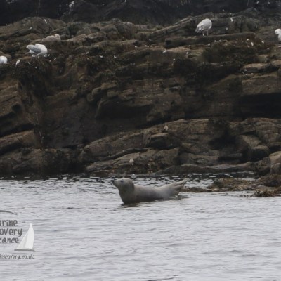grey seal
