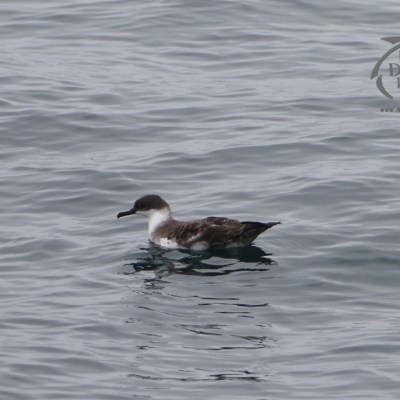 great shearwater