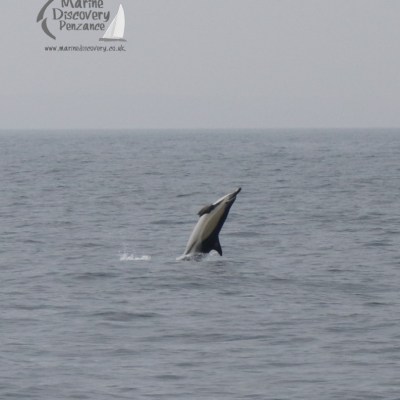 Common dolphin leaping