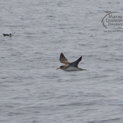 Cory's shearwater