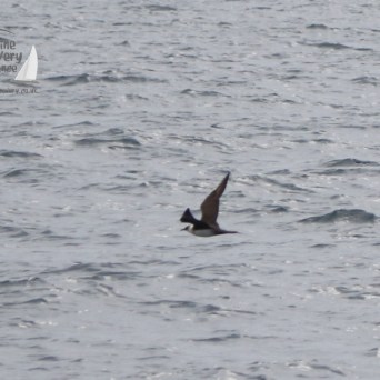 Arctic skua