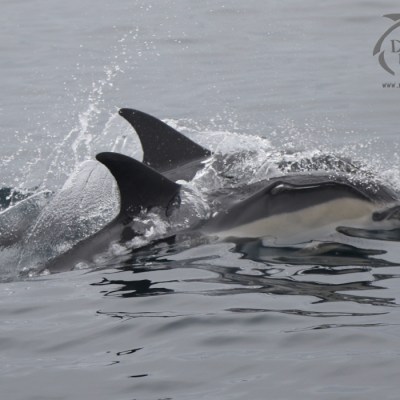 common dolphins