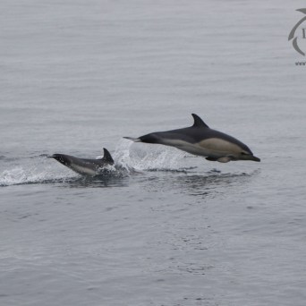 Common dolphin