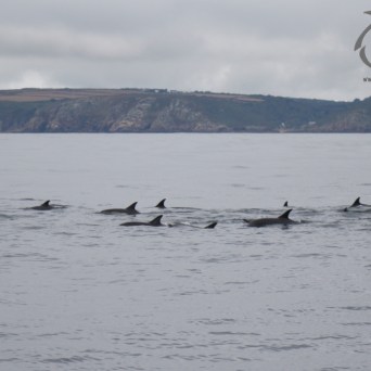Common dolphins