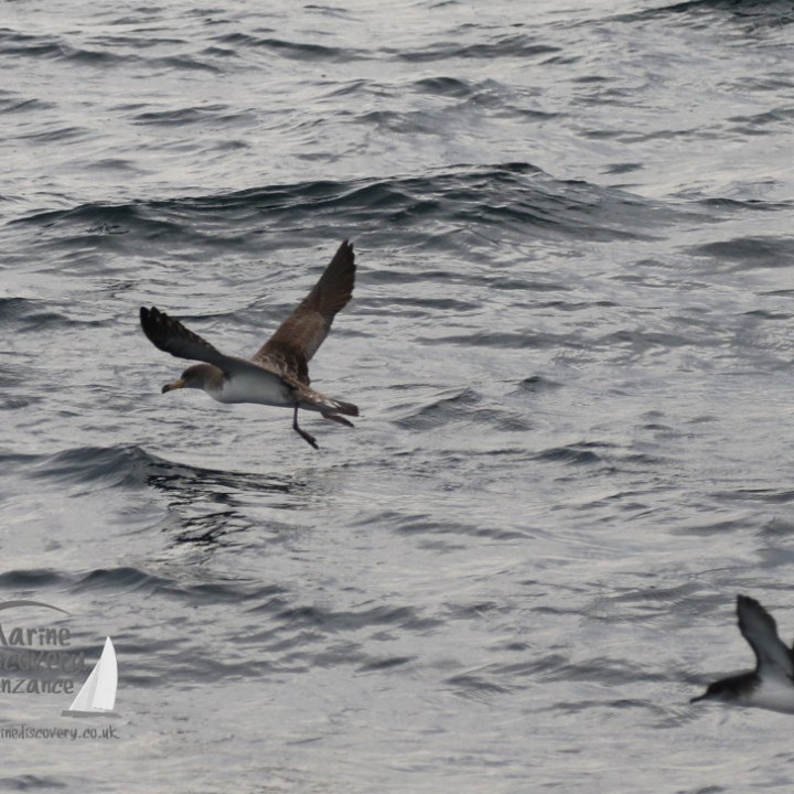 corys shearwater