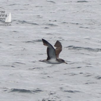 Cory's shearwater