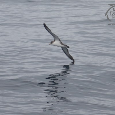 Cory's shearwater