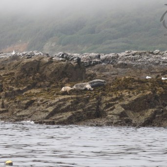 Grey seals