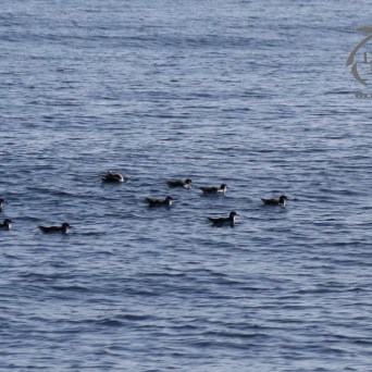 Manx shearwaters