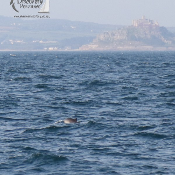 Porpoise and Mount
