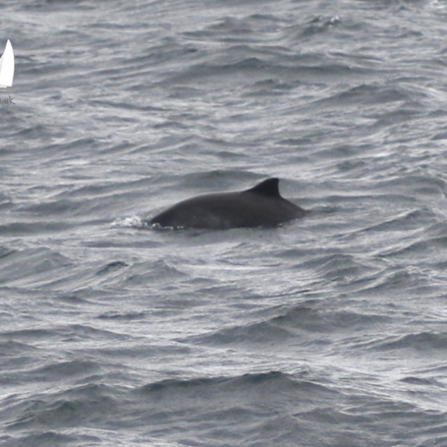 harbour porpoise