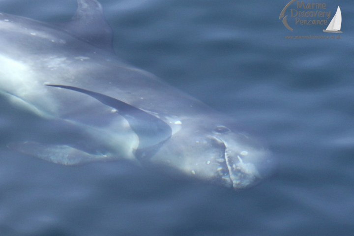 Risso's dolphin