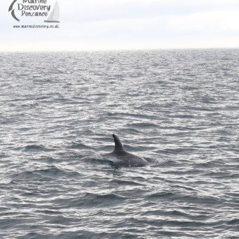 Risso's dolphin