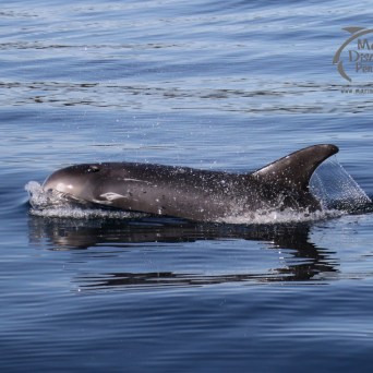 Risso's dolphin