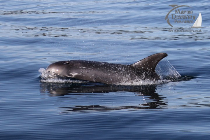 Risso's dolphin