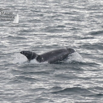 Risso's dolphin