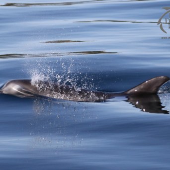 Risso's dolphin