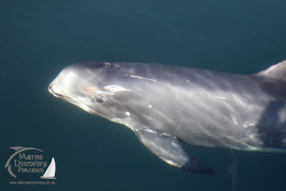 Risso's dolphin