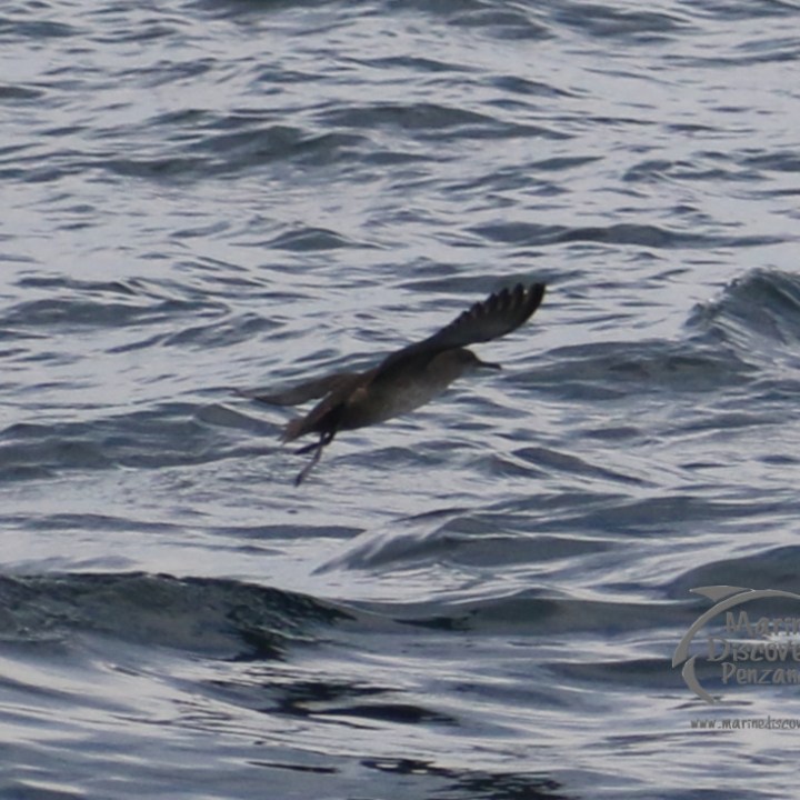 balearic shearwater