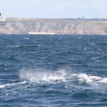 bluefin tuna feeding