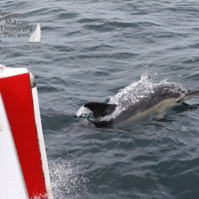 bowriding common dolphin