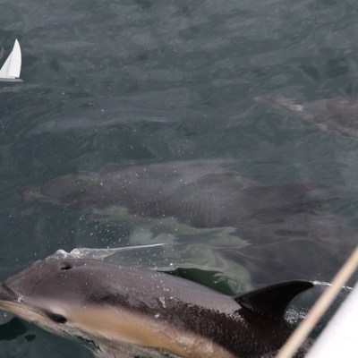 bowriding common dolphins
